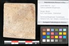 Foto (Objekt + Etikett) von Quercus palaeoilex Ettingshausen (NHMW-GEO-2024-0188-8104)